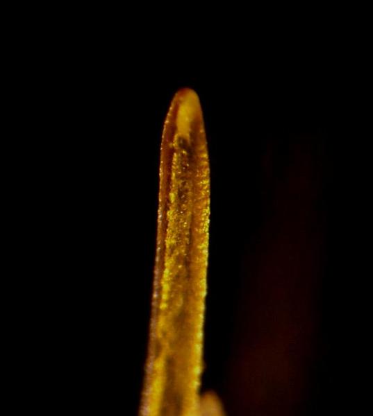 Tip of second gonopod in Calappa aff. tuberculata 1.jpg